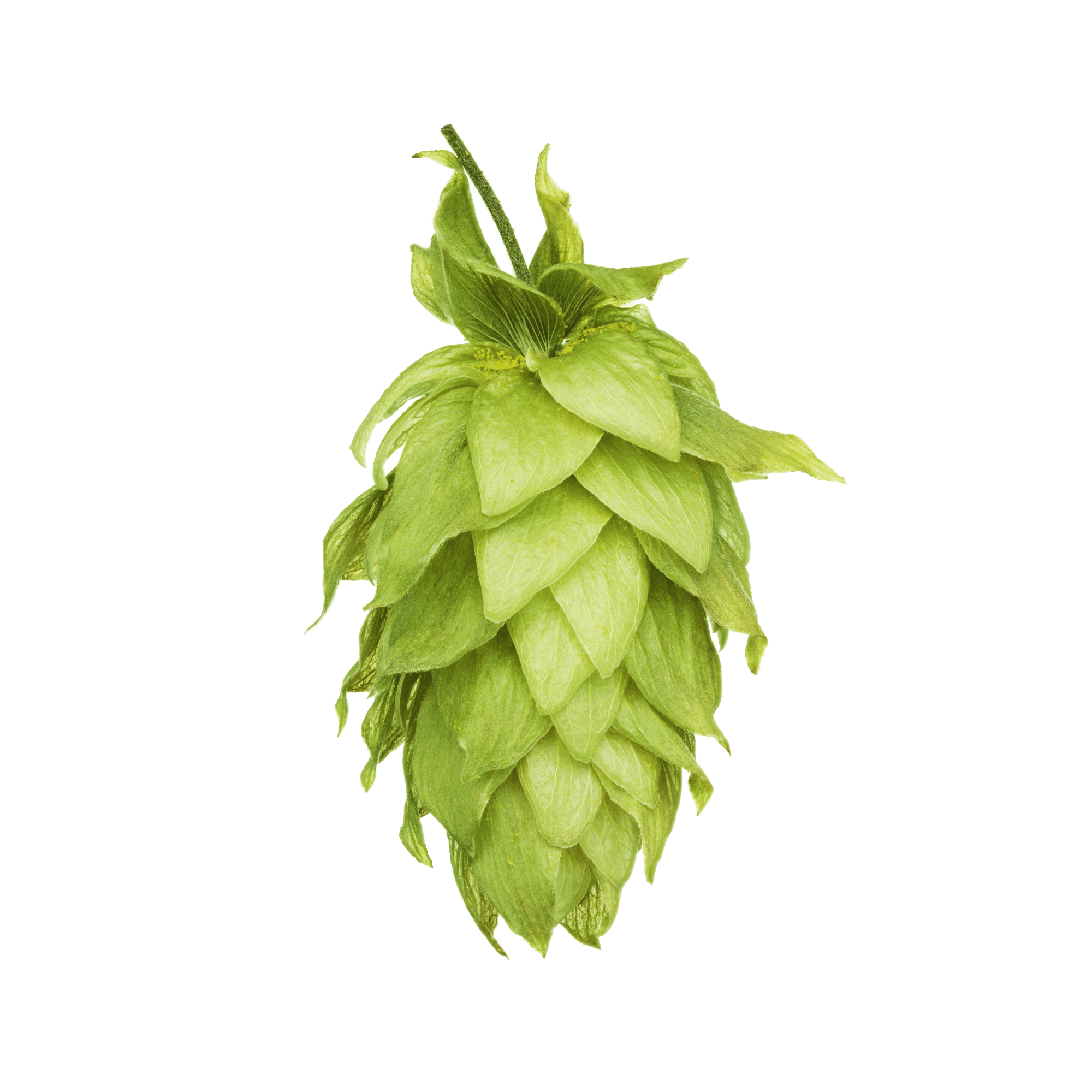 Motueka hop cone