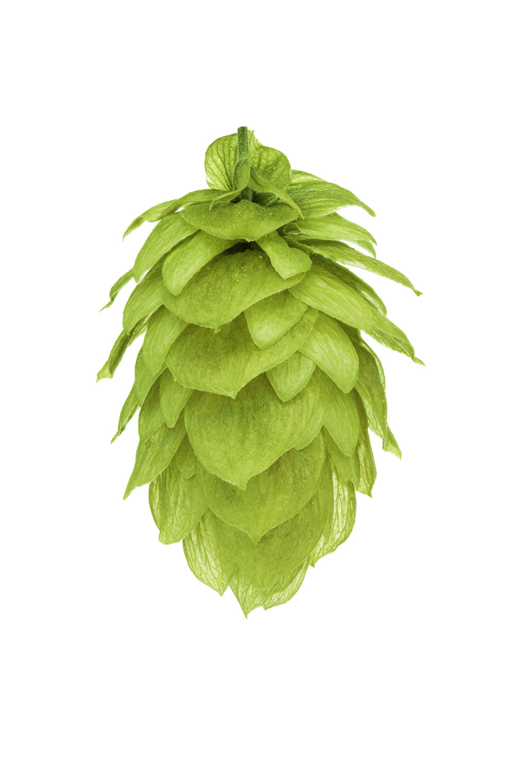 Nelson Sauvin Hop Cone