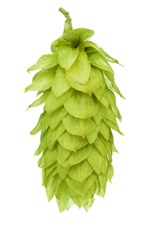 Pacific Sunrise Hop Cone