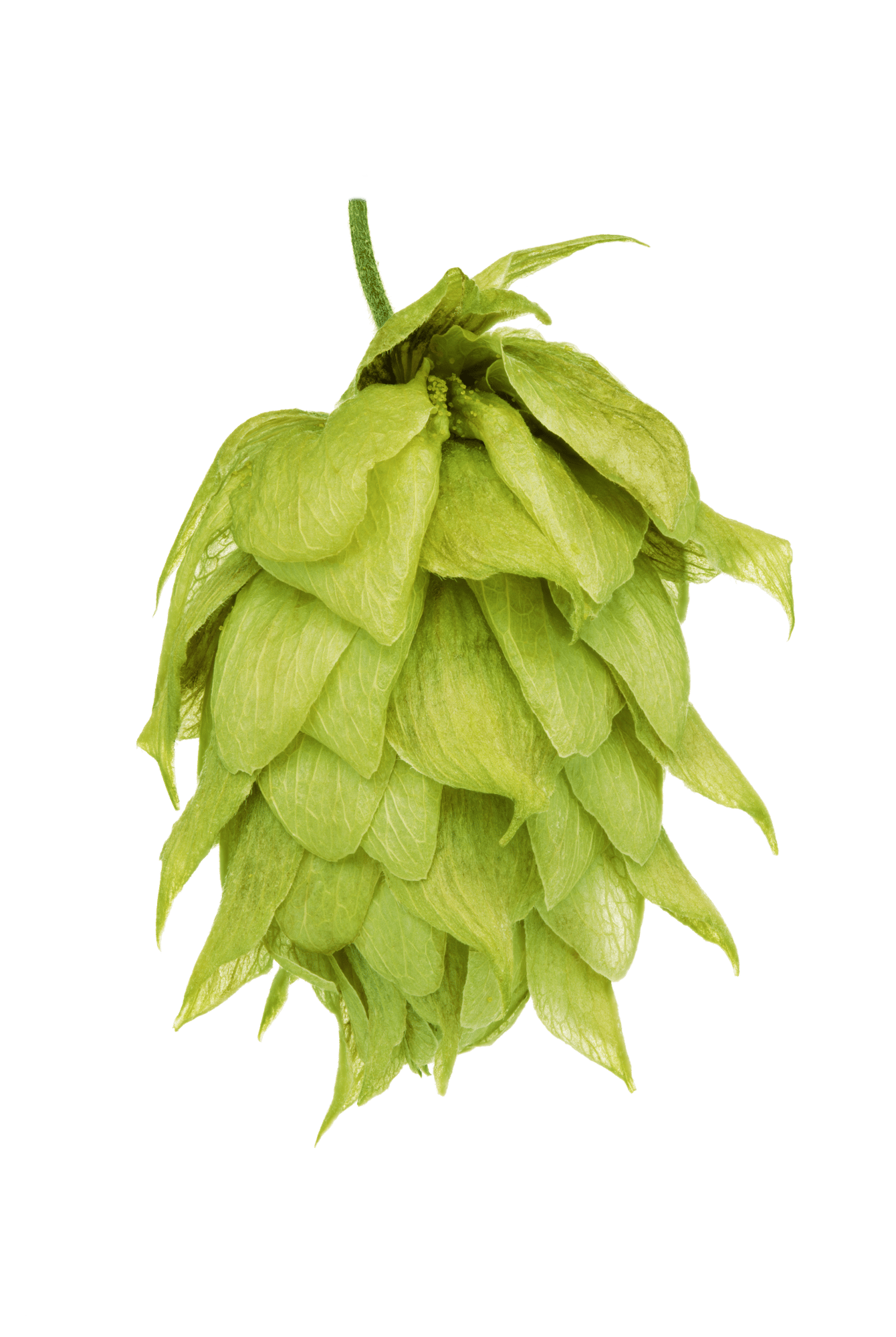 Riwaka Hop Cone