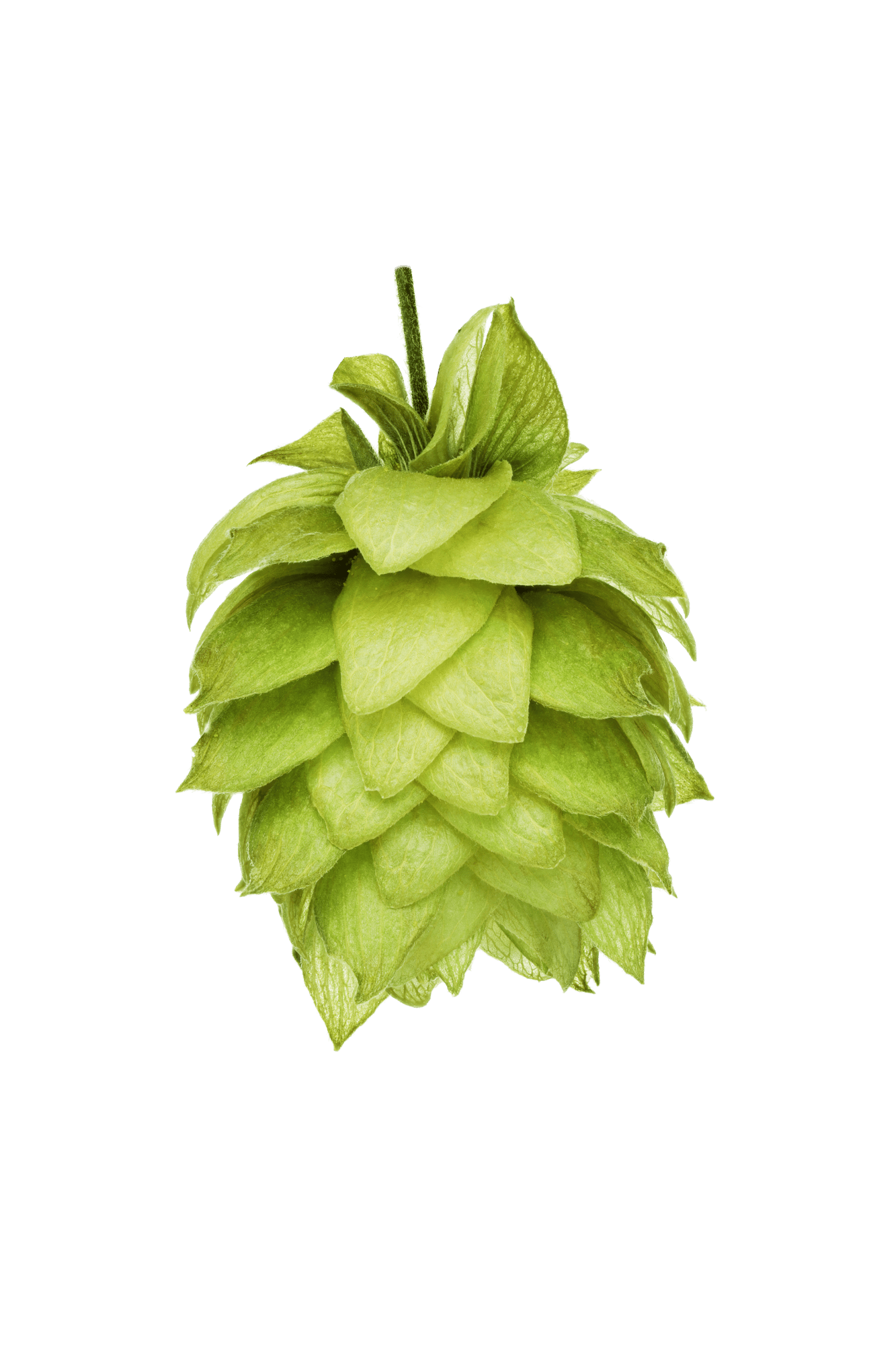 Wai-iti hop cone