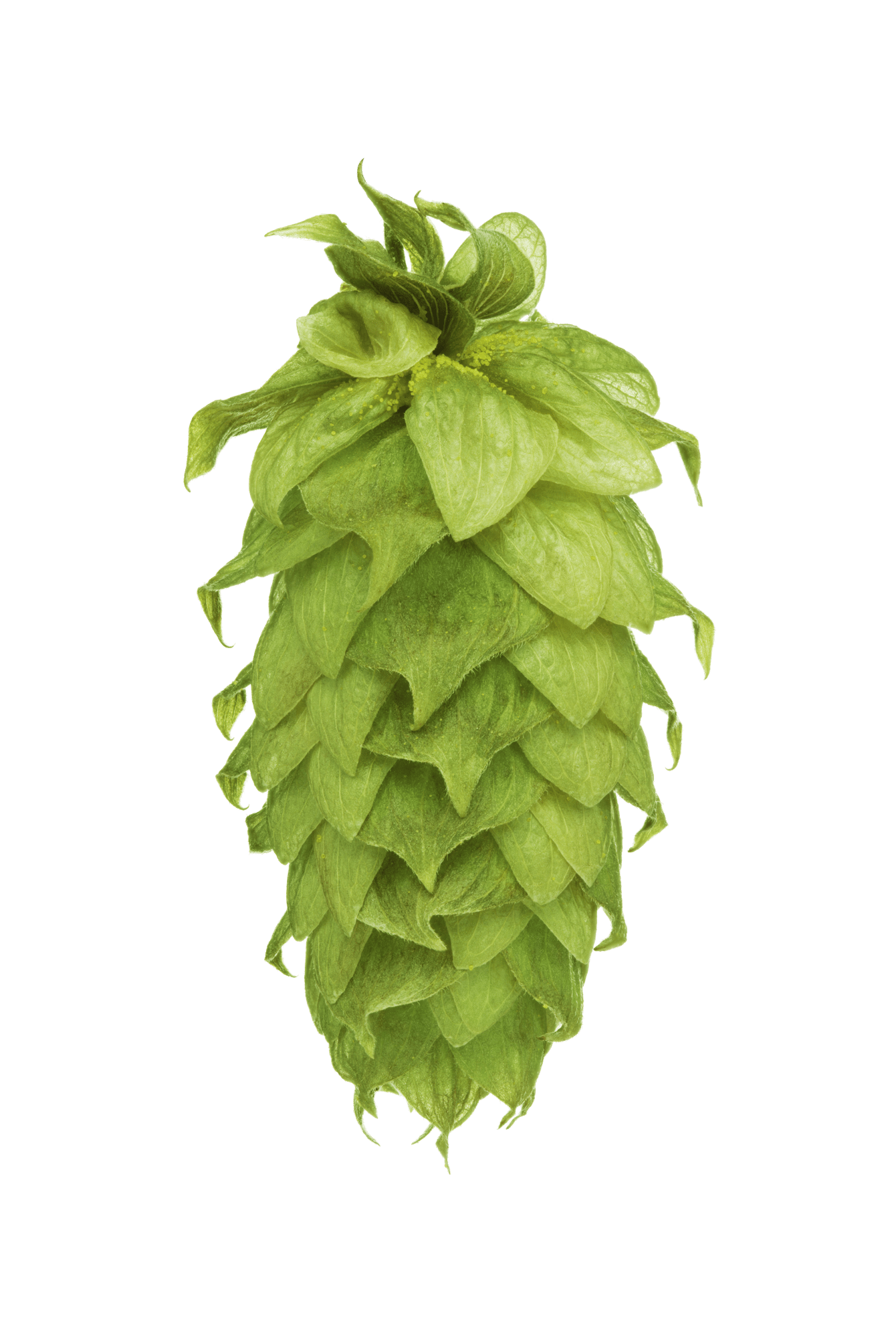 Waimea hop cone