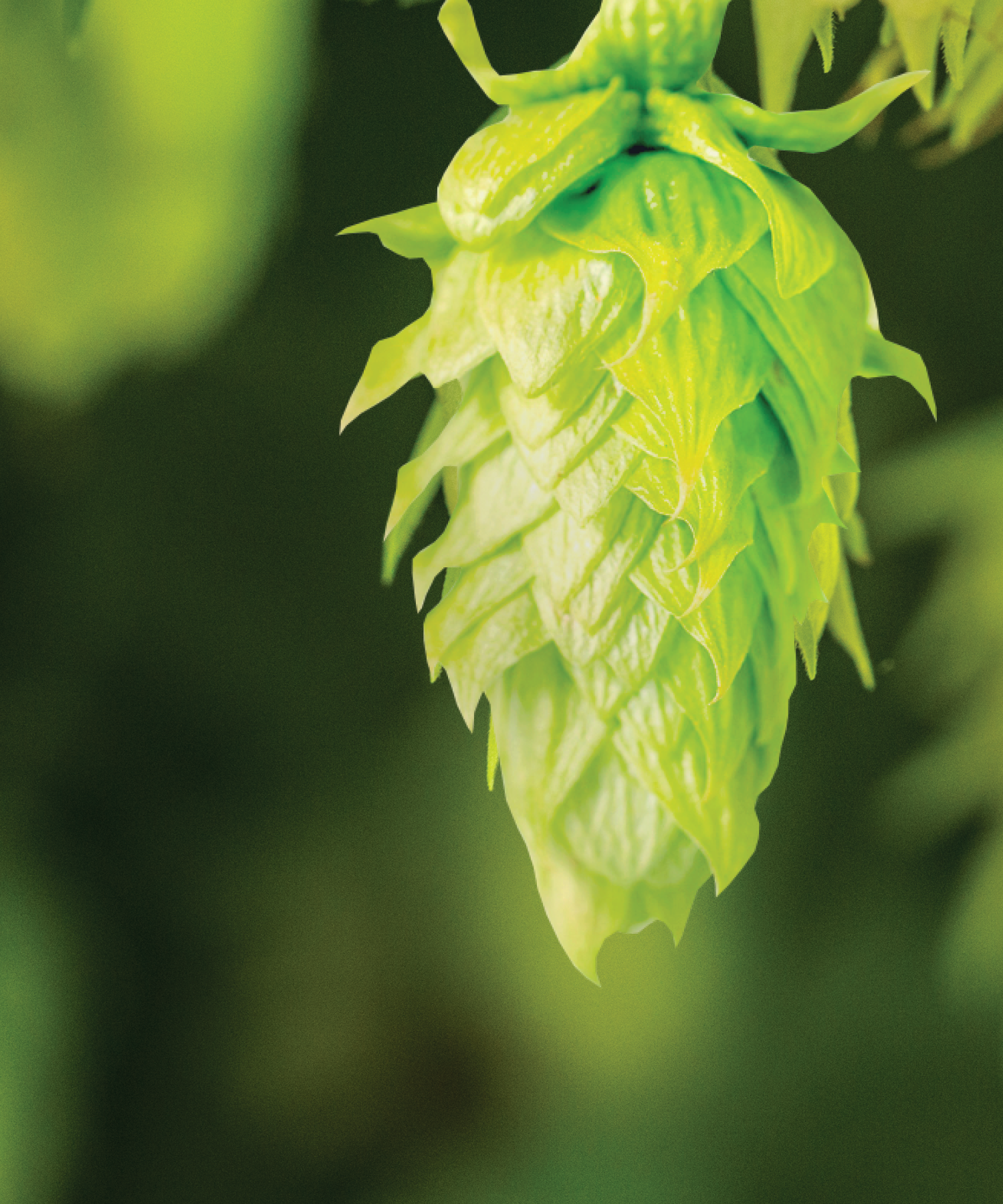Zappa® hop cone