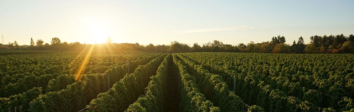 Hop Sunset3