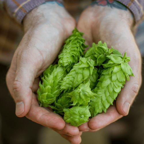Hands with Chinook Hop Cones 