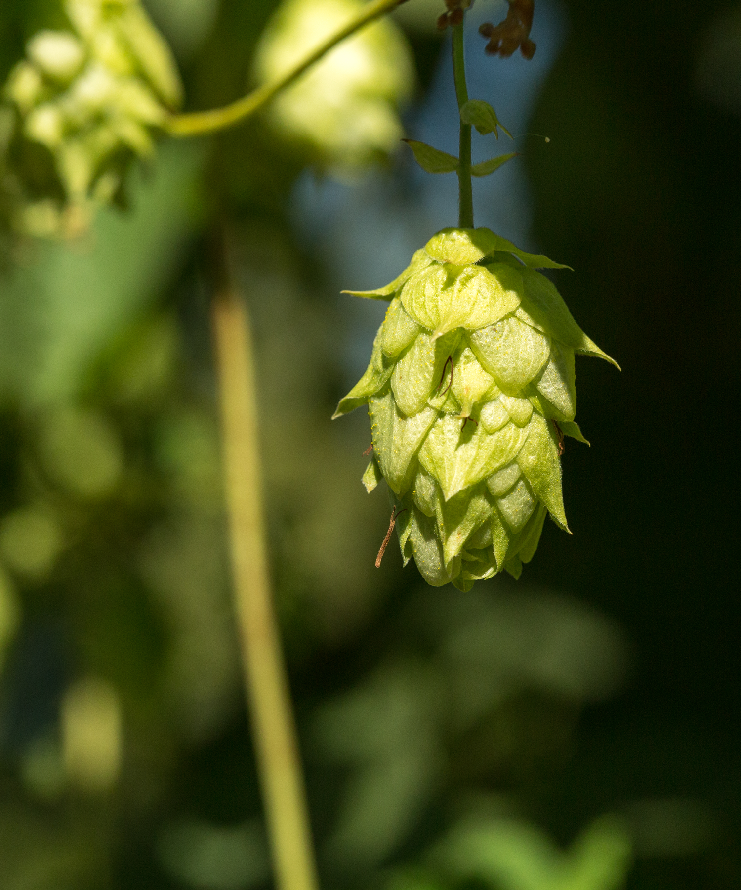 Cascade hop cone on bine