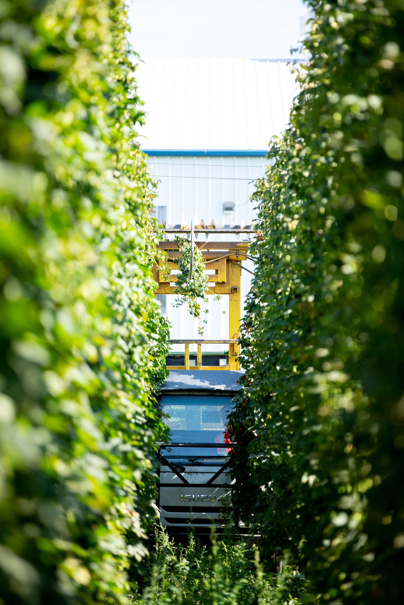 Hop Harvesting with Top Cutter in Hop Field