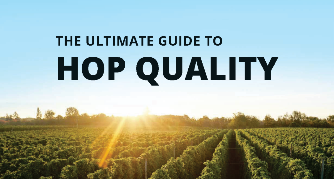 Ultimate Guide to Hop Quality
