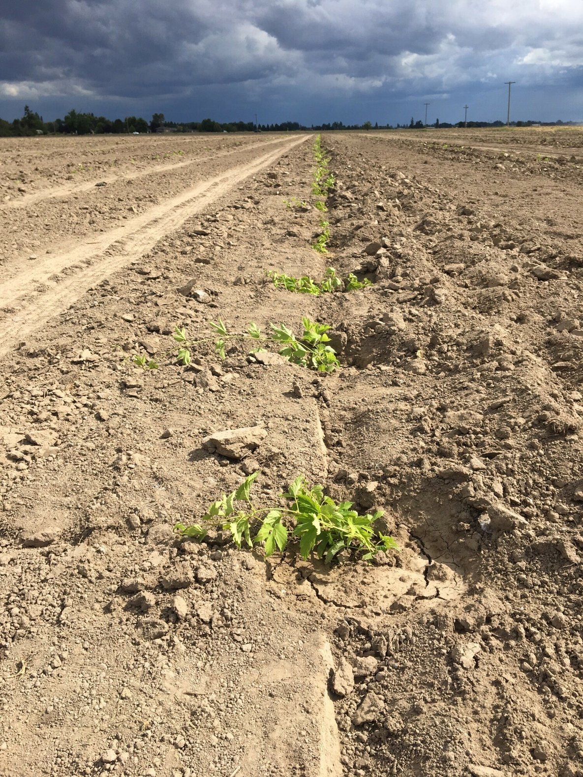 BabyHops