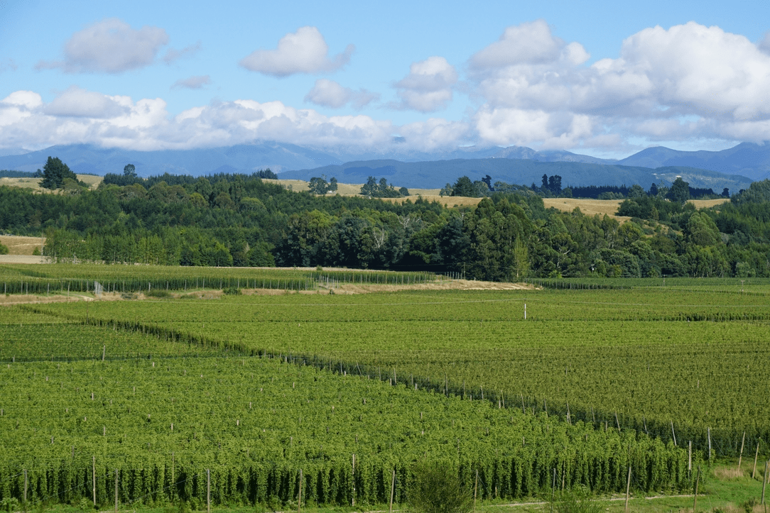 NZ-Farm_180731_080608