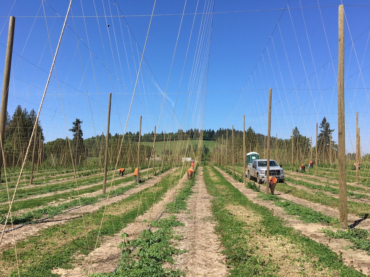 Stringing-1