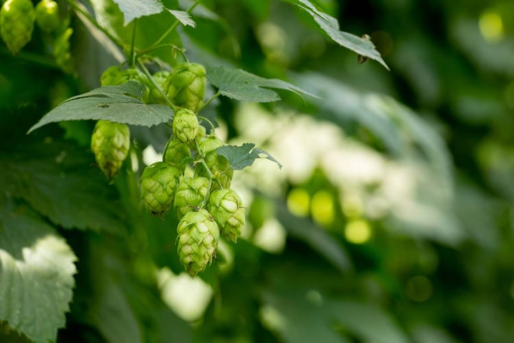 which-hops-should-you-contract