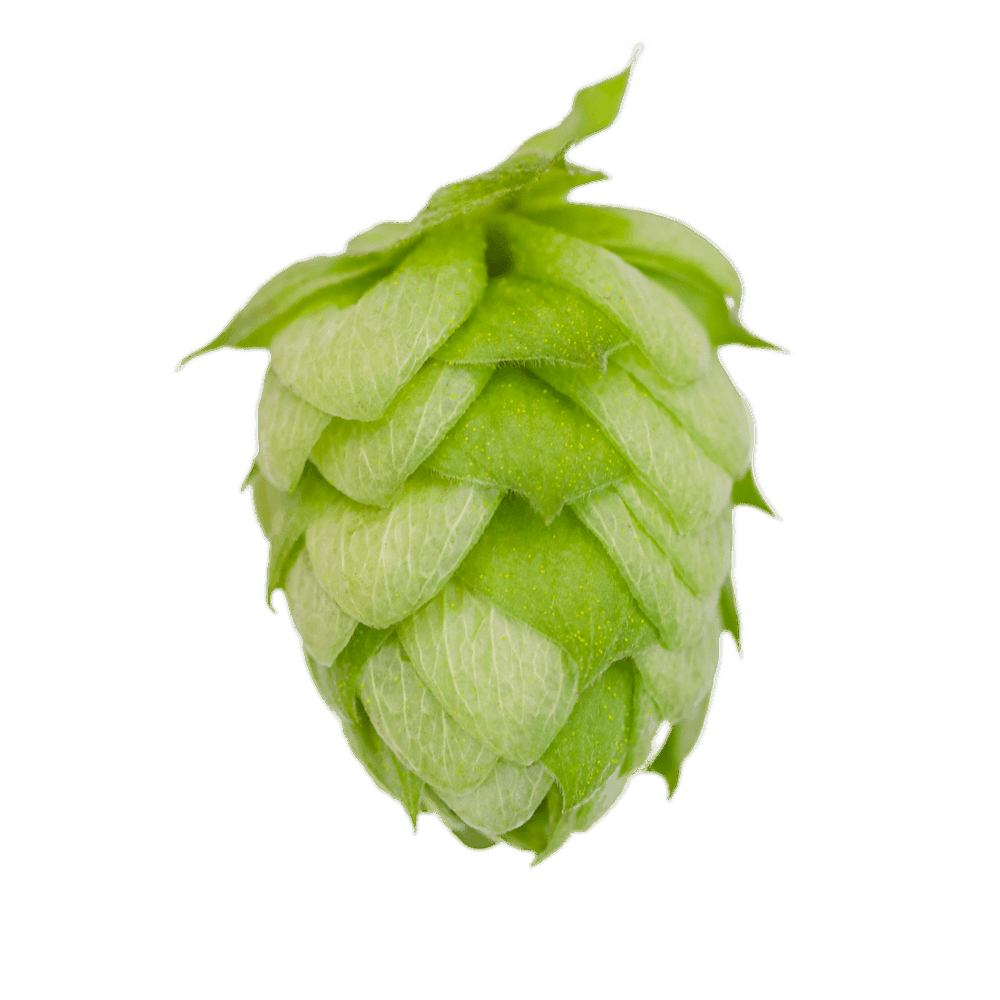 Azacca hop cone