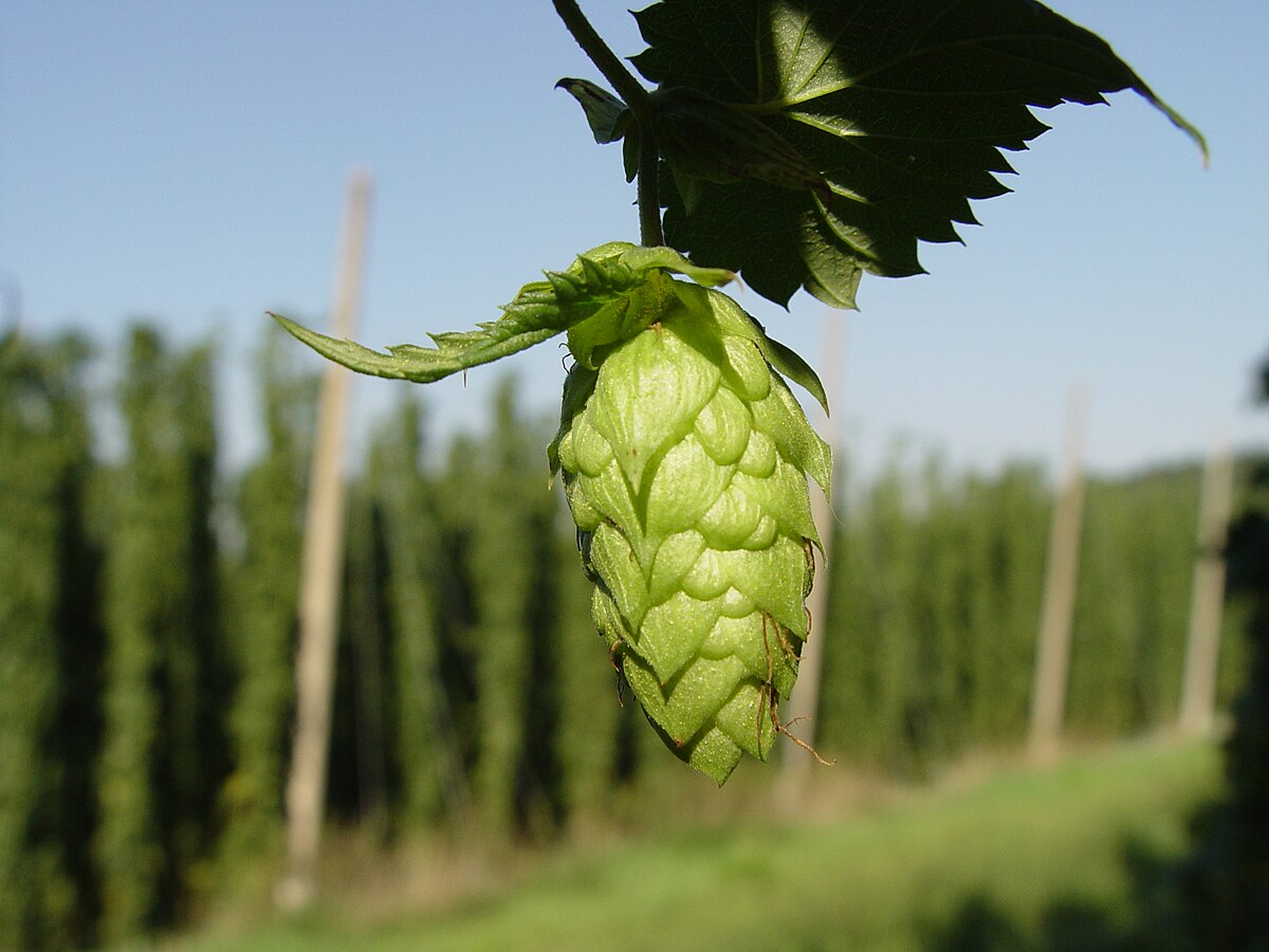 Columbus hop cone