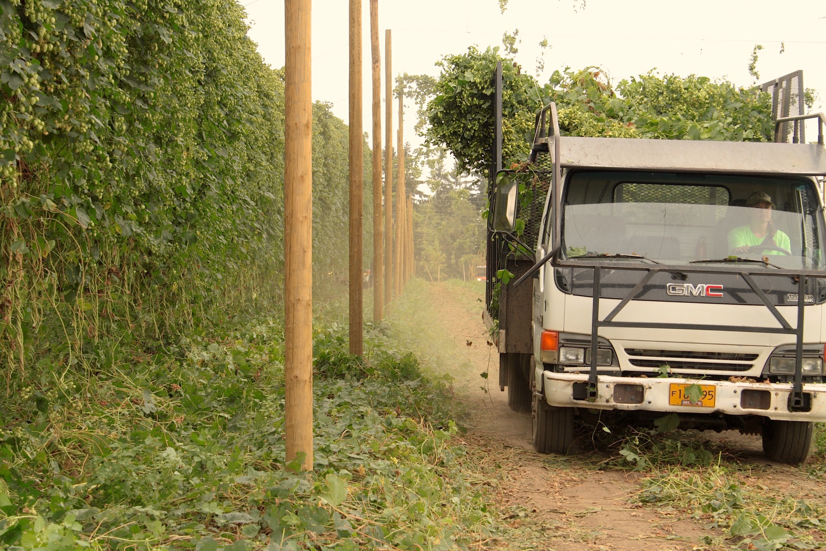 A-Crosby-Hop-Farm-truck-leaving-the-hop-yard-with-freshly-picked-Amarillo-Hops-during-the-2016-harvest.-photo-by-Ryan-Spencer (1)