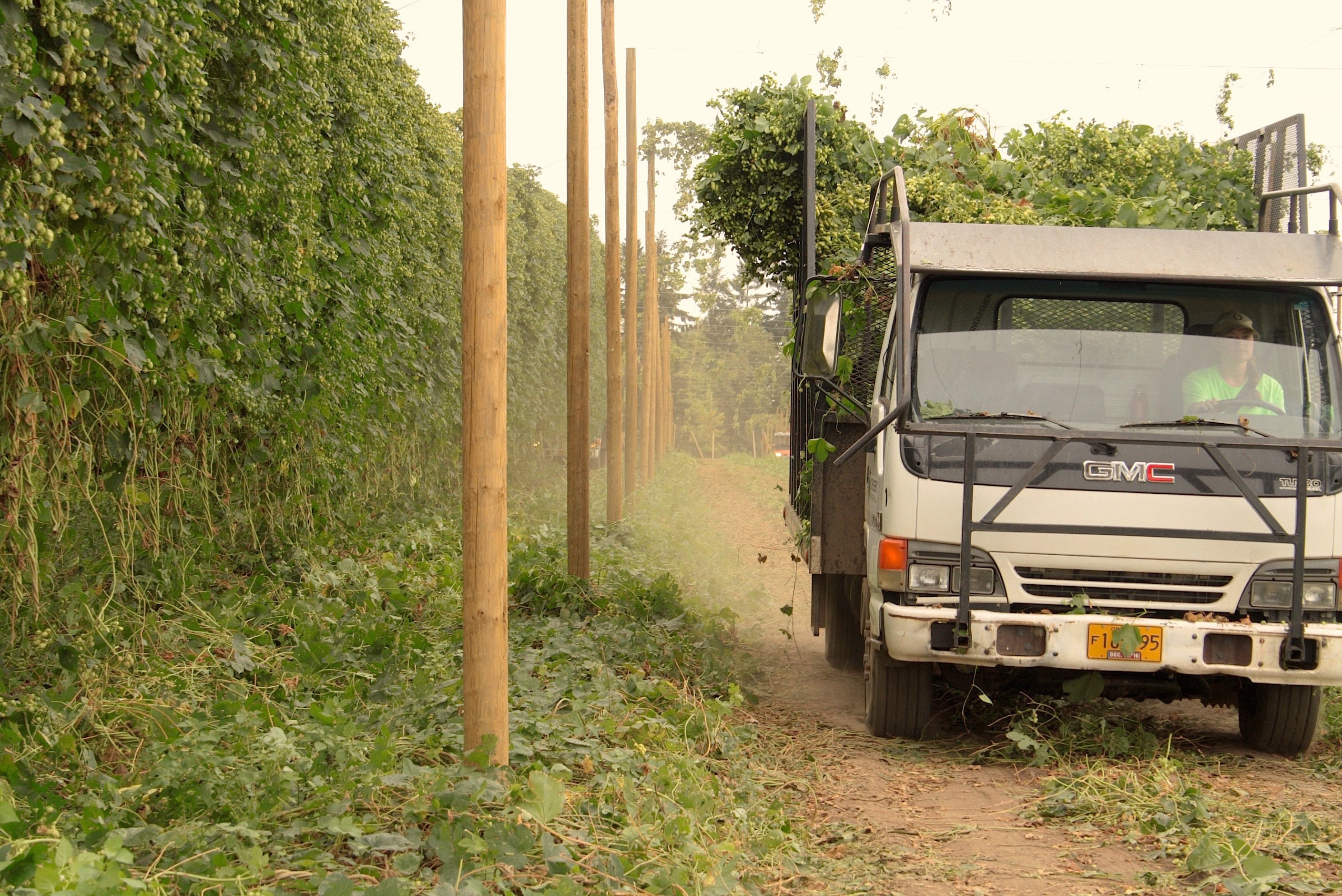 A-Crosby-Hop-Farm-truck-leaving-the-hop-yard-with-freshly-picked-Amarillo-Hops-during-the-2016-harvest.-photo-by-Ryan-Spencer