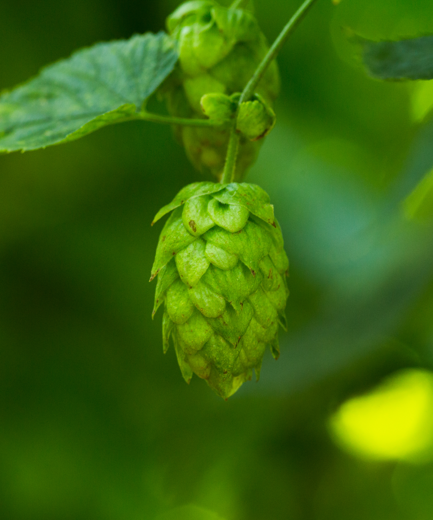 Adeena hop cone on bine