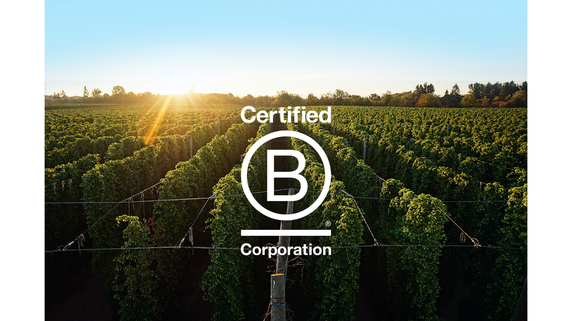 The Benefits of Being – and Working With – a B Corp