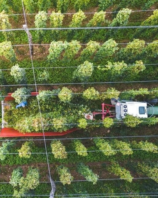CZ Saaz Hop Harvest