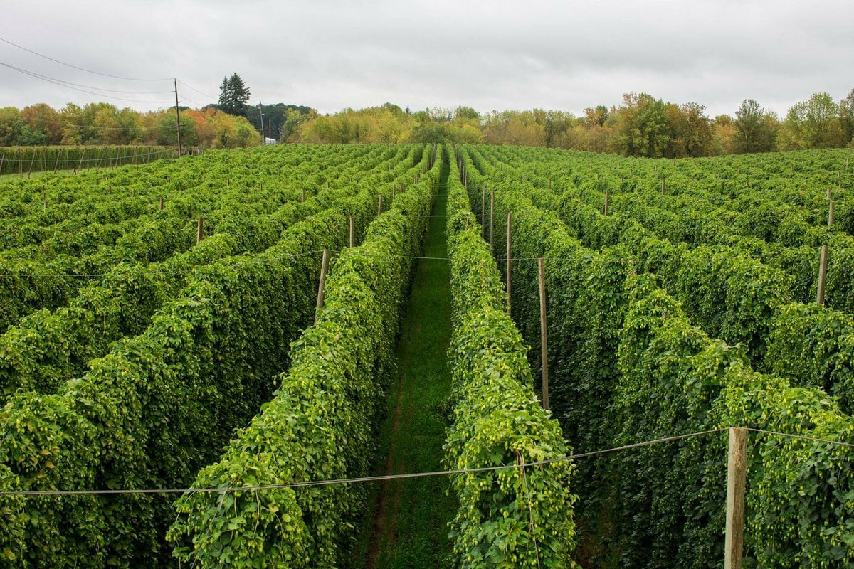 Crosby-Hop-Farm-hops-before-harvest