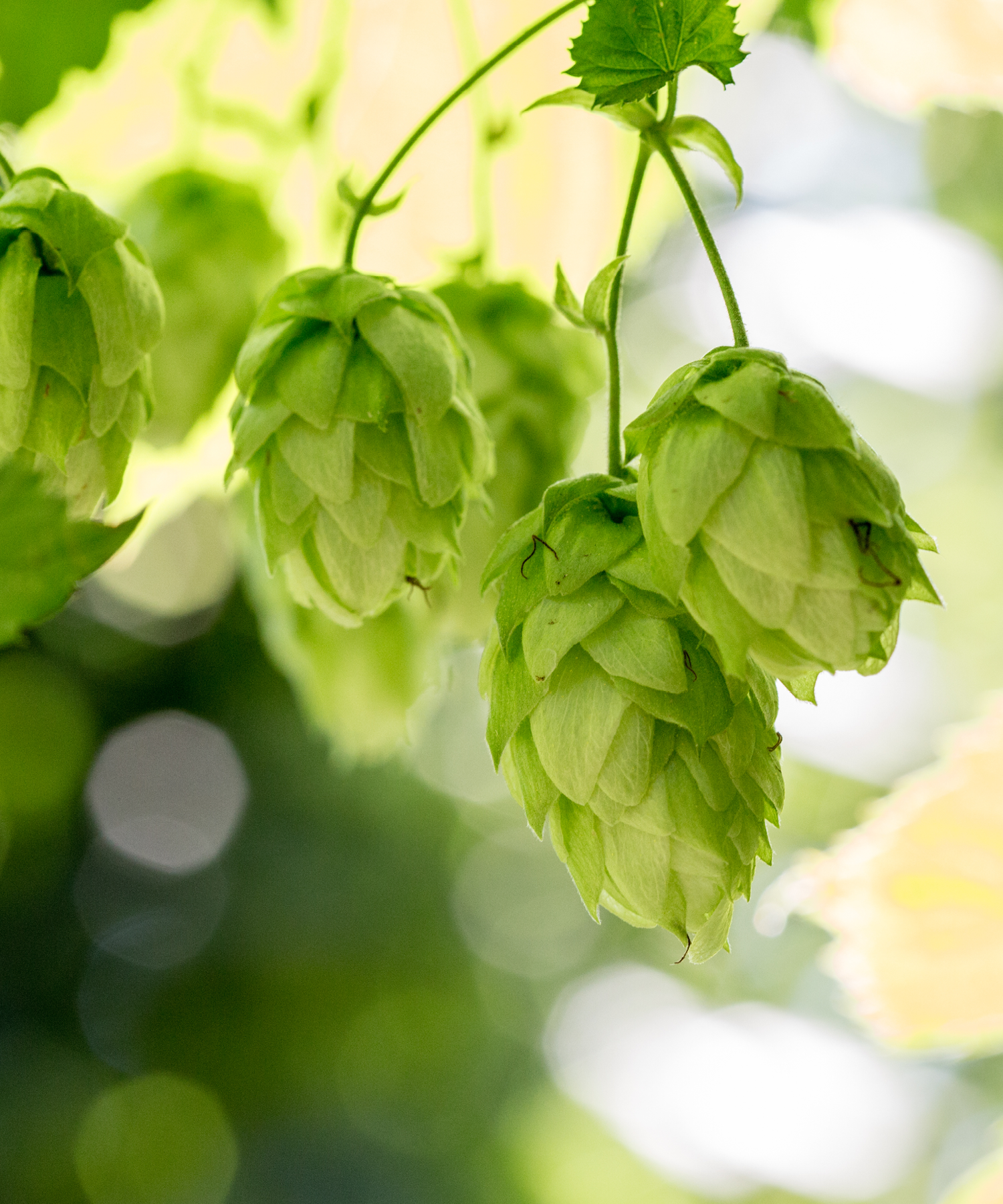 Mt Hood Hops Hanging on Hop Bine