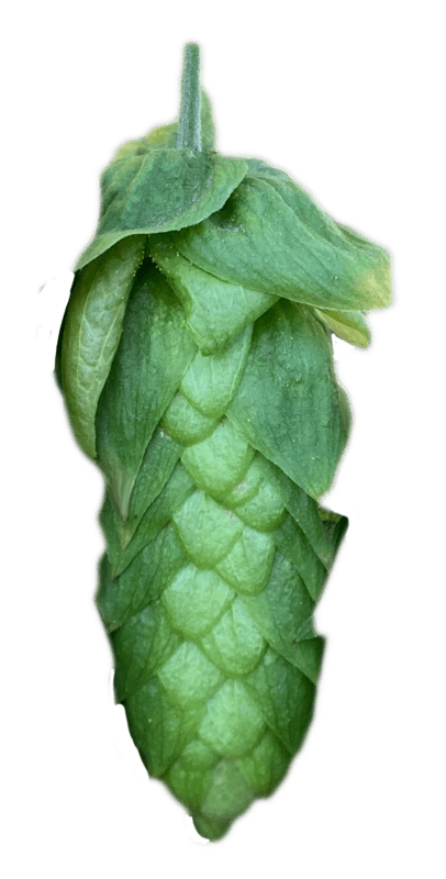 Elani hop cone