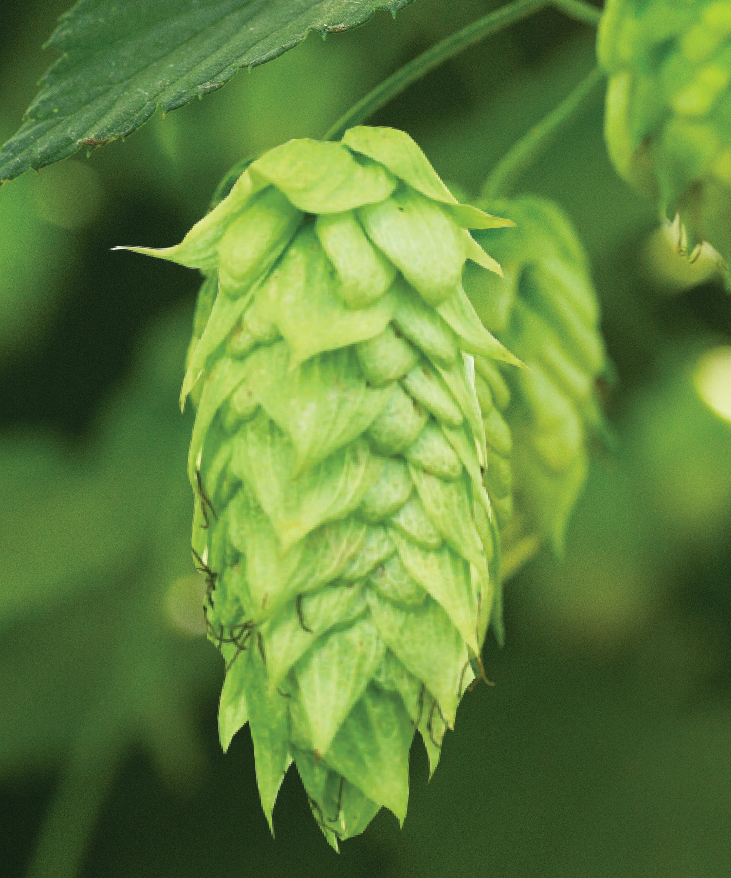 Idaho 7 hop cone