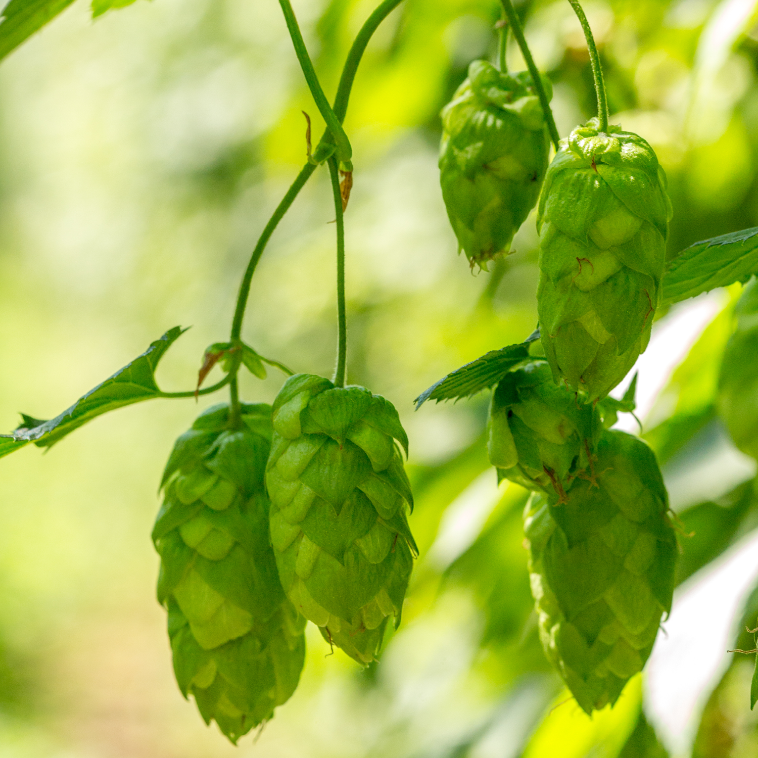 Centennial hop cone on bine