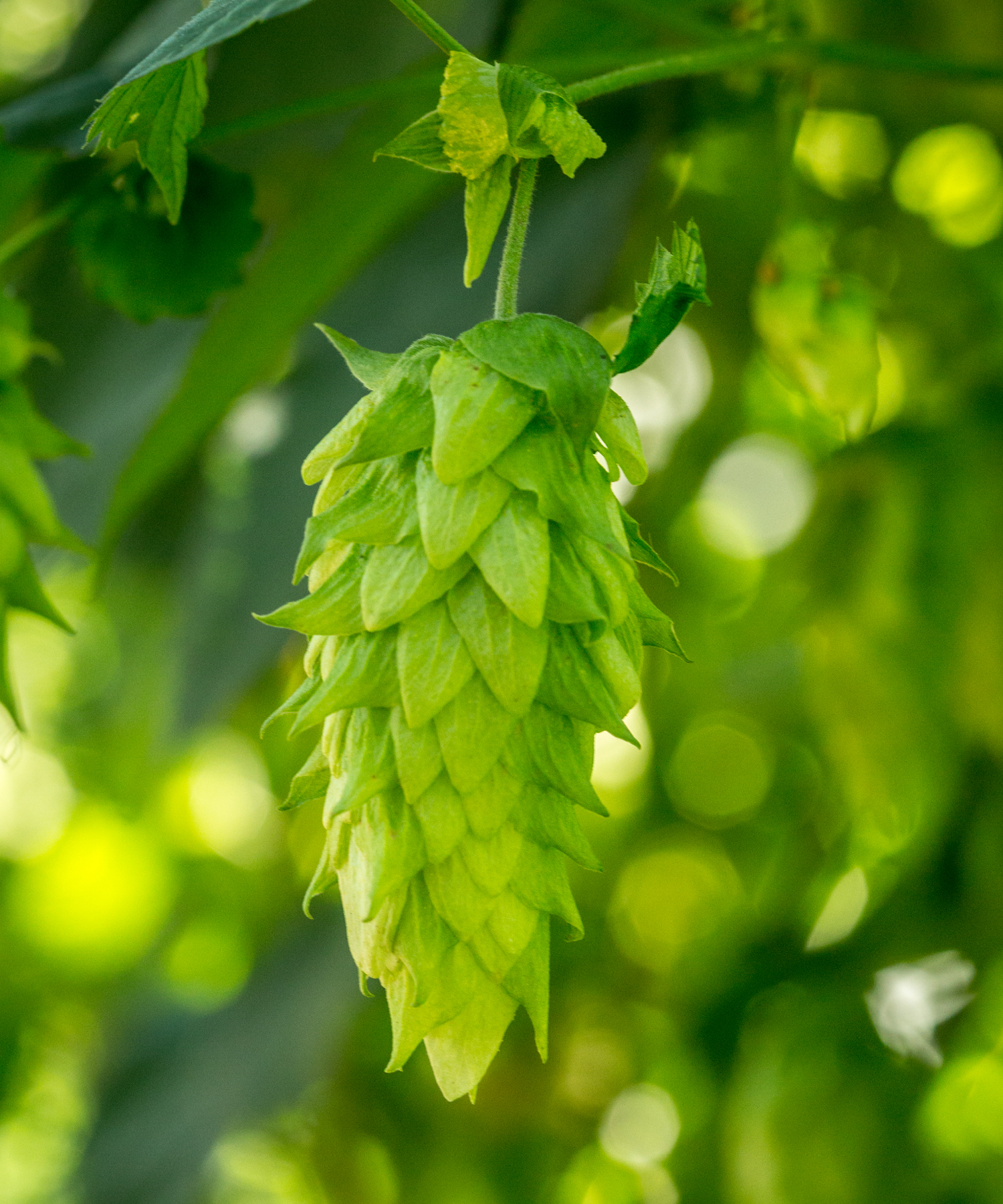 Chinook hop cone on bine
