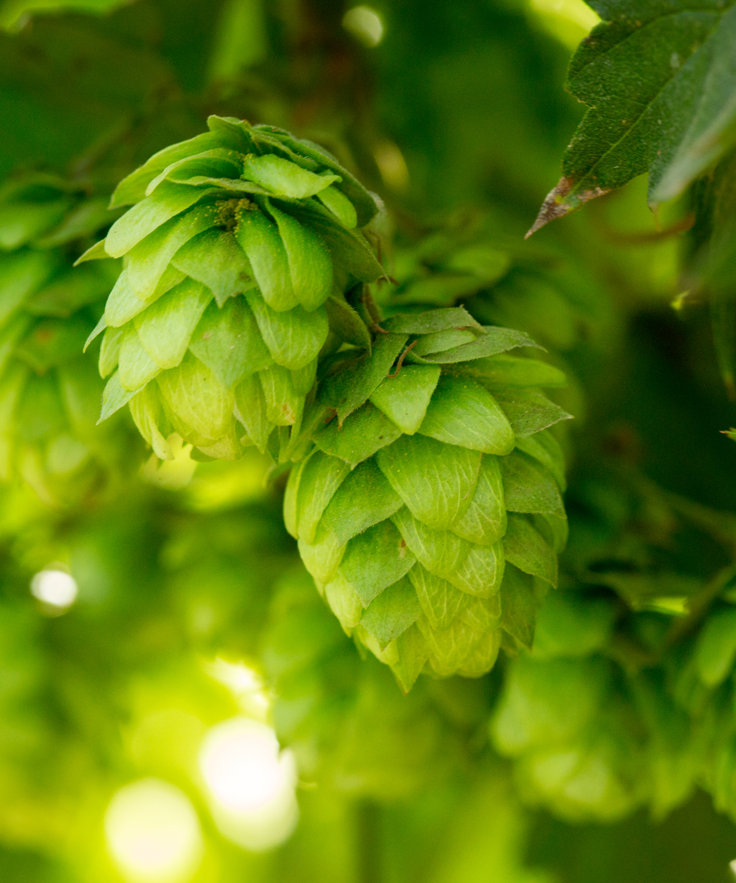 Crystal hop cone
