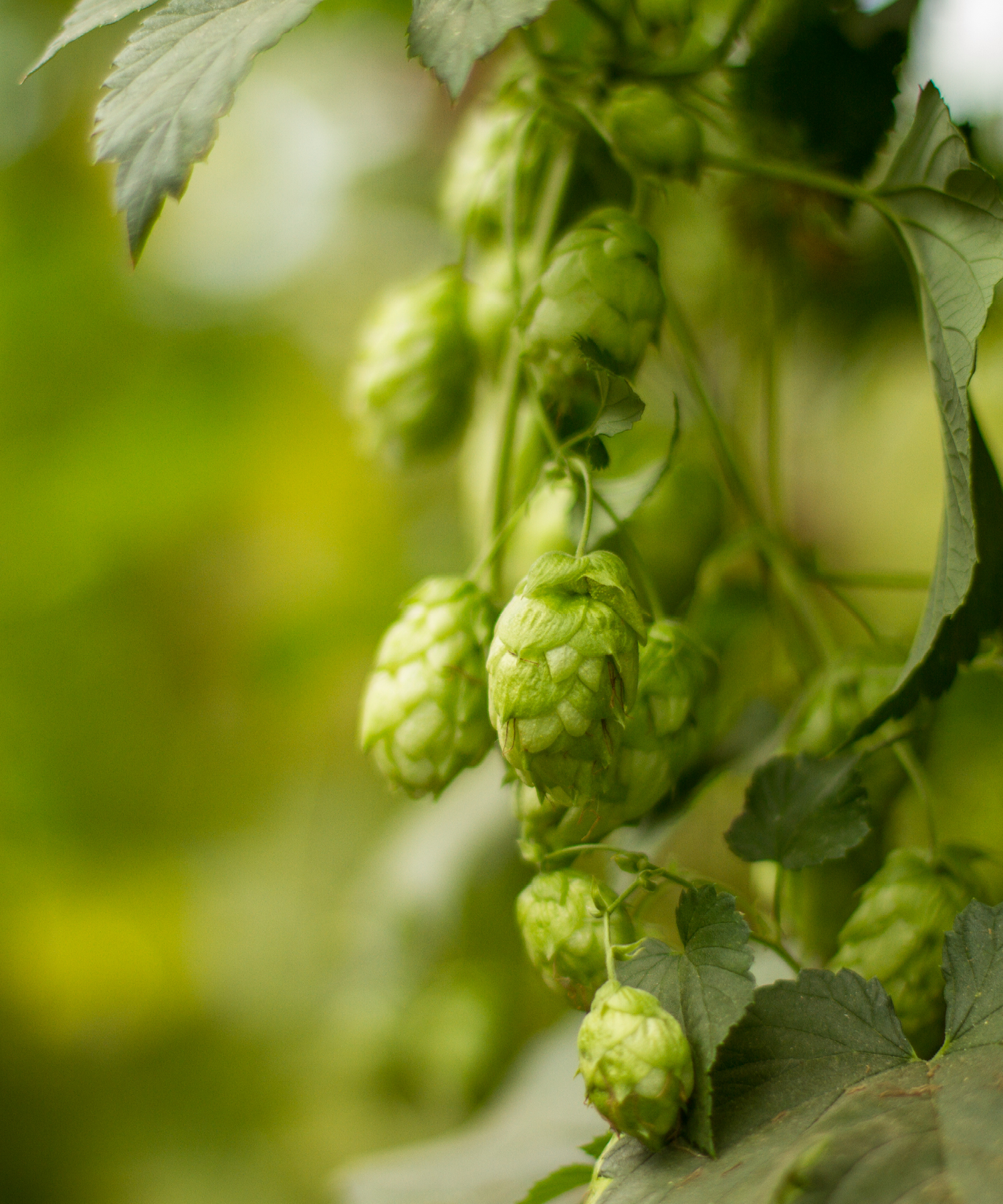 Sterling Hops Hanging on Bine in Hop Field