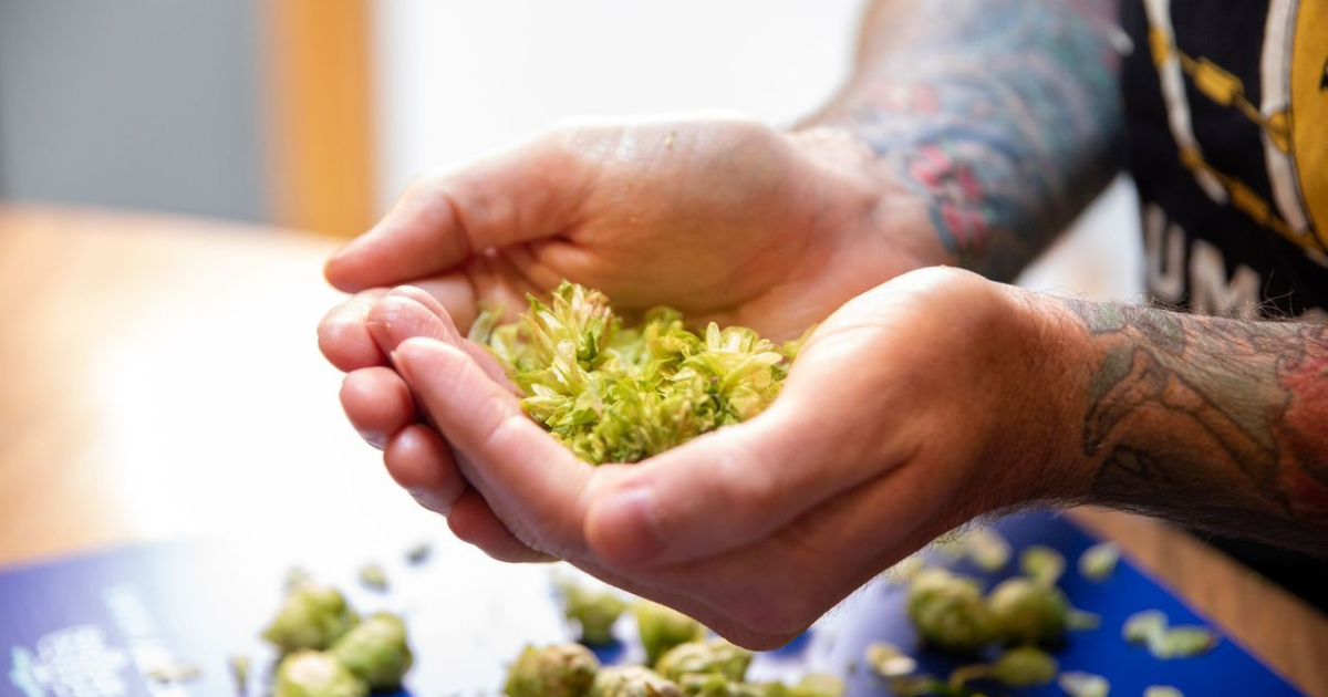 Pulling Back The Curtain On Hop Selection