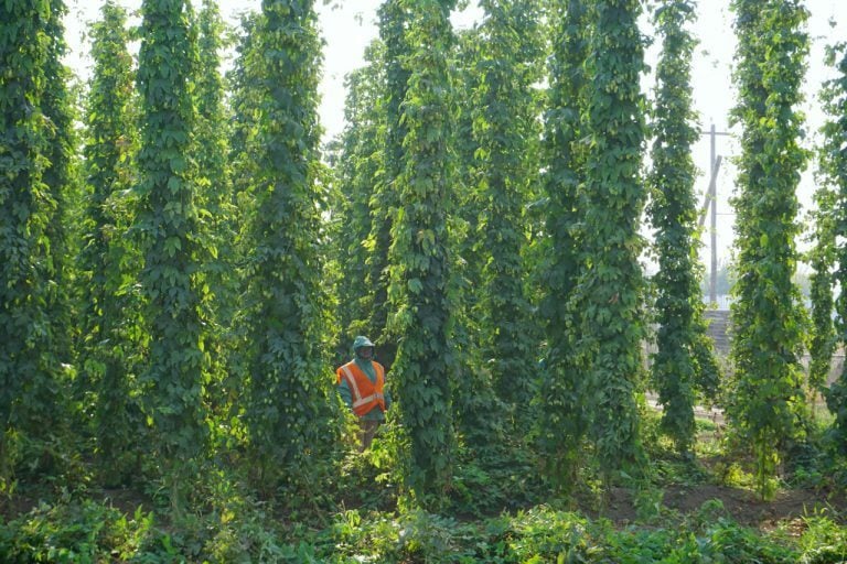 Tales-From-The-2018-Oregon-Hop-Harvest-3