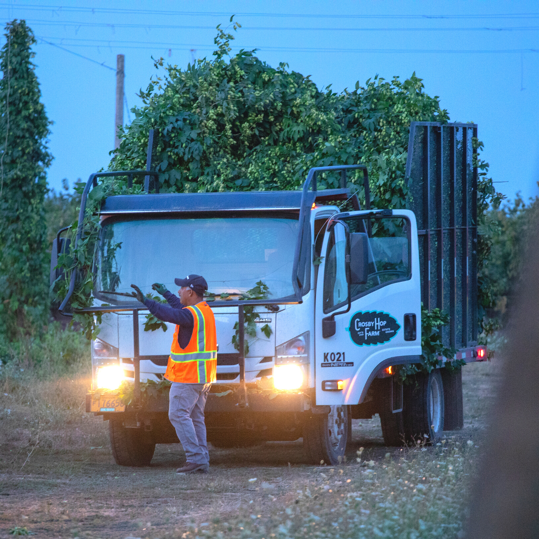 Record Heat Underscores the Need for Resilient Hop Supply Chain Partners