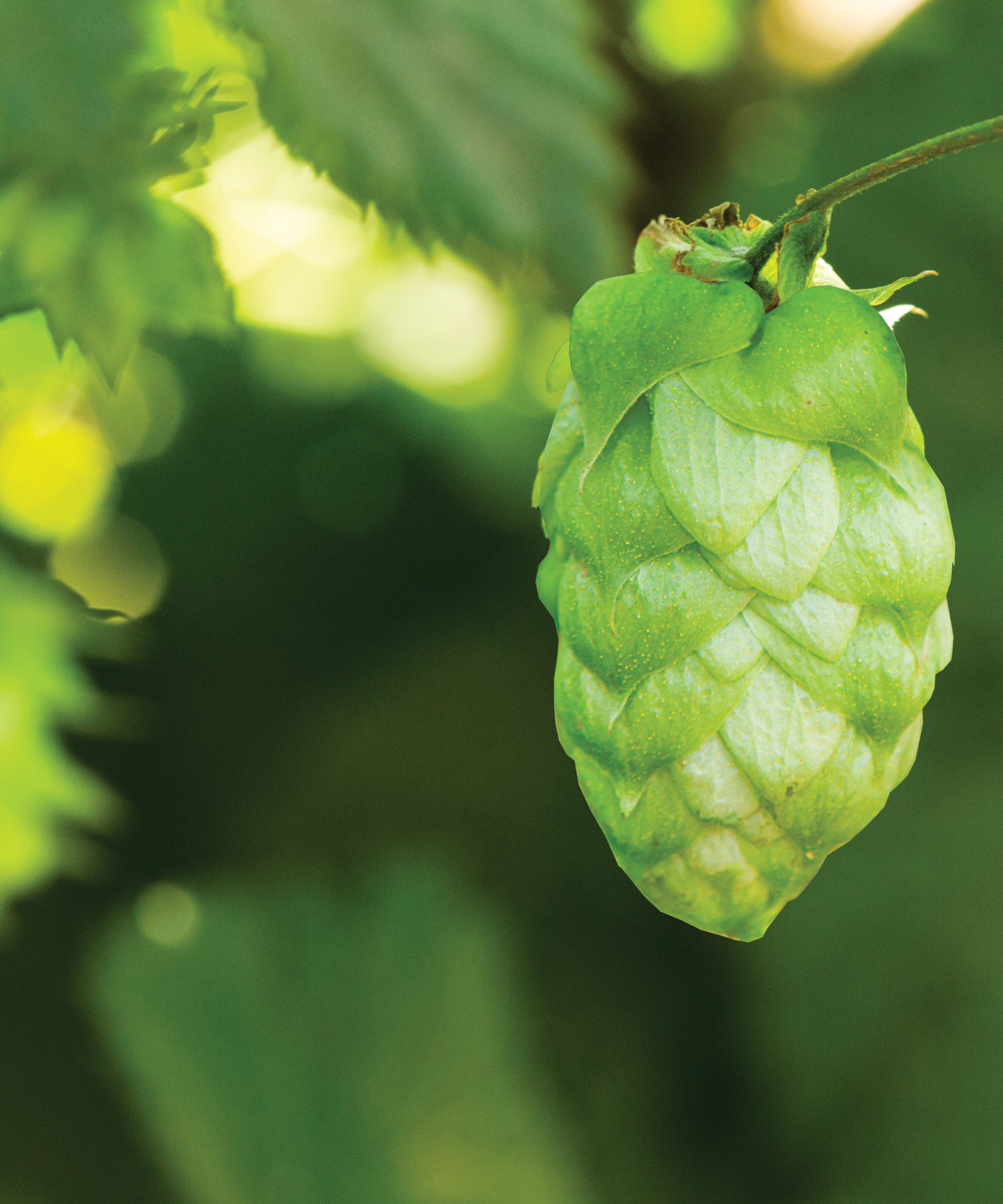 Belma hop cone on bine