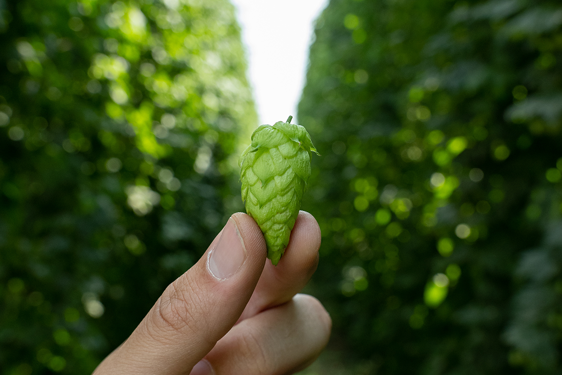 How To Leverage Spot Hops To Advance Your Brewing and Business